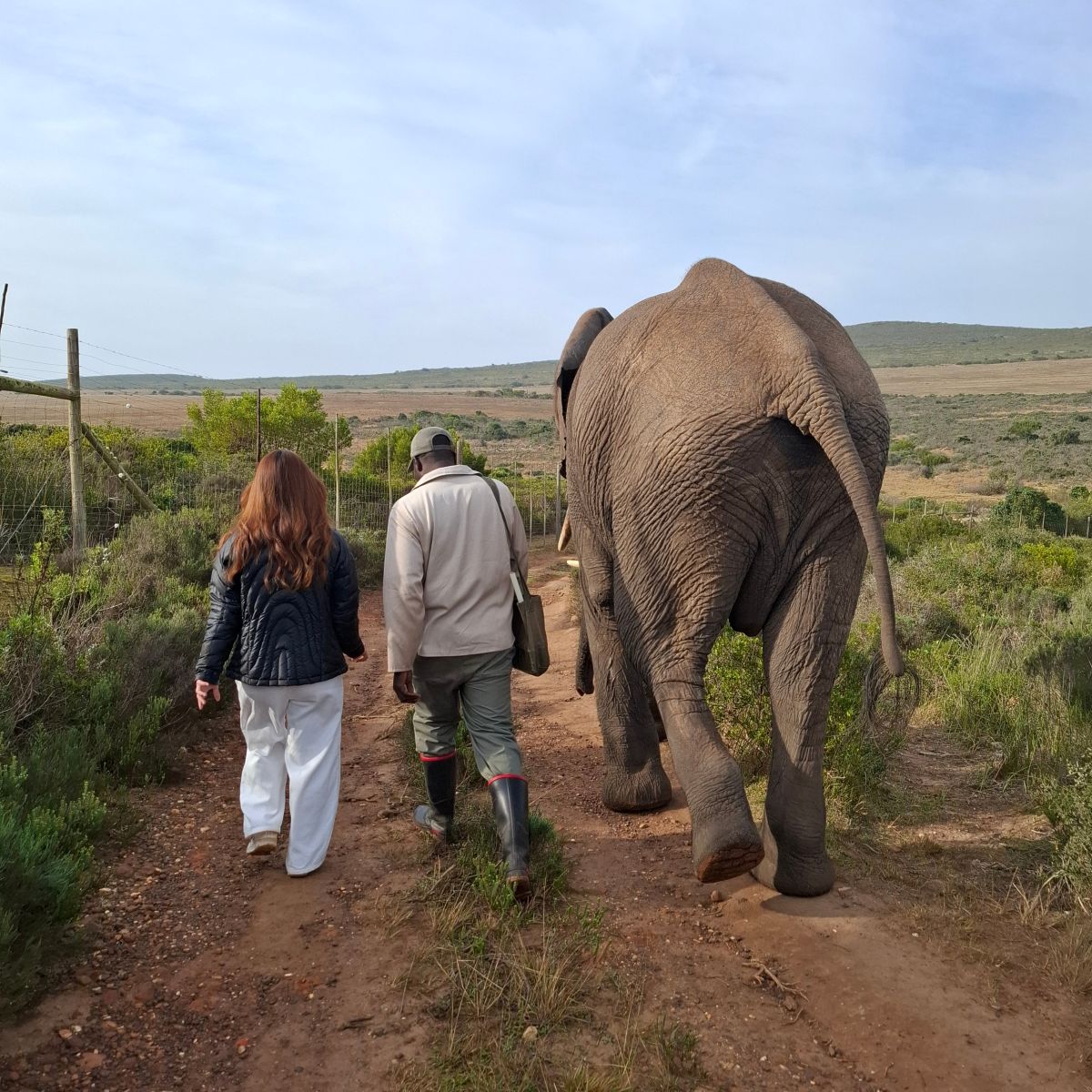 Walking-with-elephant-product Walking-with-elephant-indalu