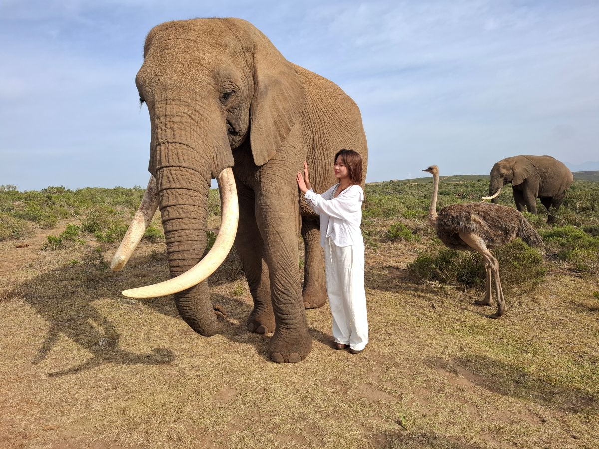 elephant experience indalu elephant experience